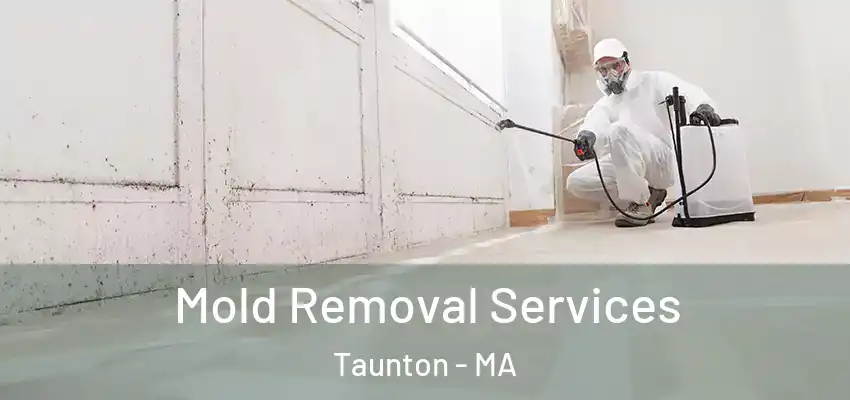 Mold Removal Services Taunton - MA