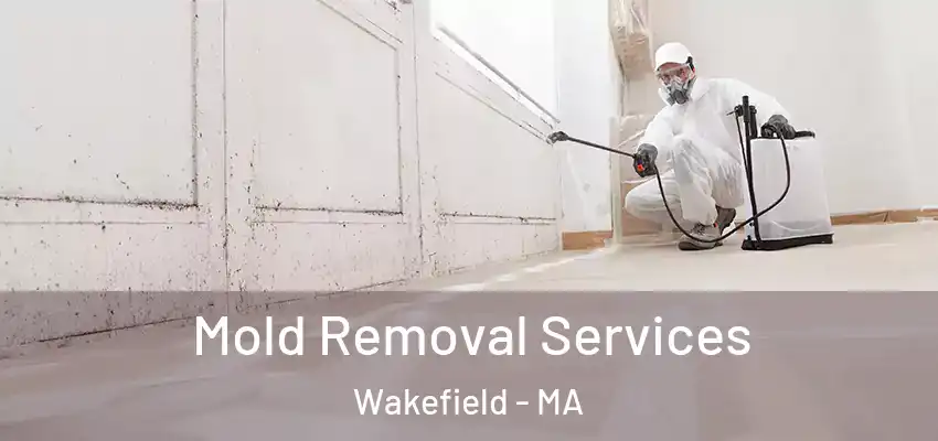 Mold Removal Services Wakefield - MA