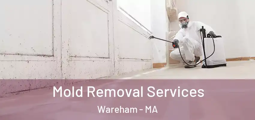 Mold Removal Services Wareham - MA