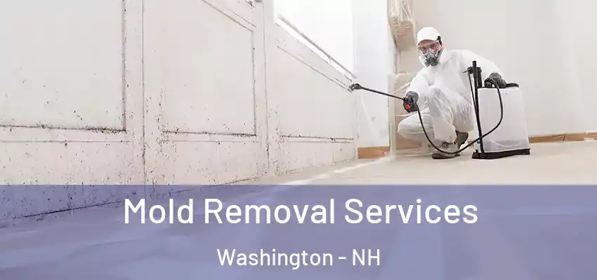 Mold Removal Services Washington - NH