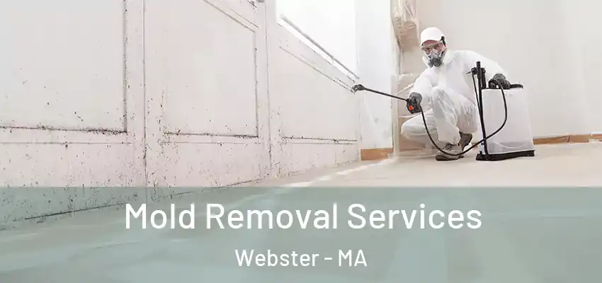 Mold Removal Services Webster - MA