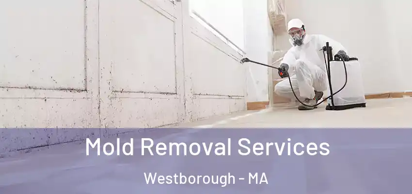  Mold Removal Services Westborough - MA