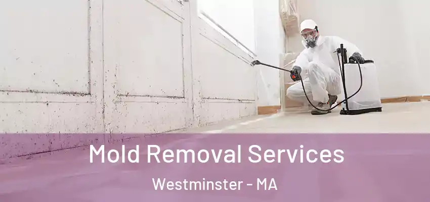Mold Removal Services Westminster - MA