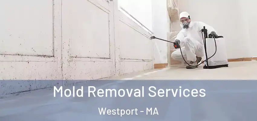  Mold Removal Services Westport - MA