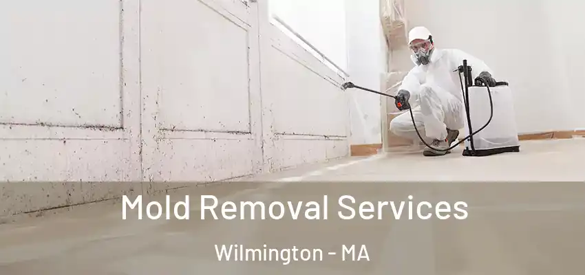  Mold Removal Services Wilmington - MA