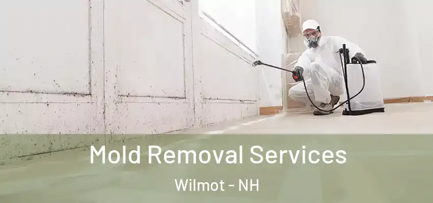 Mold Removal Services Wilmot - NH