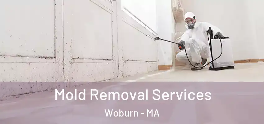 Mold Removal Services Woburn - MA