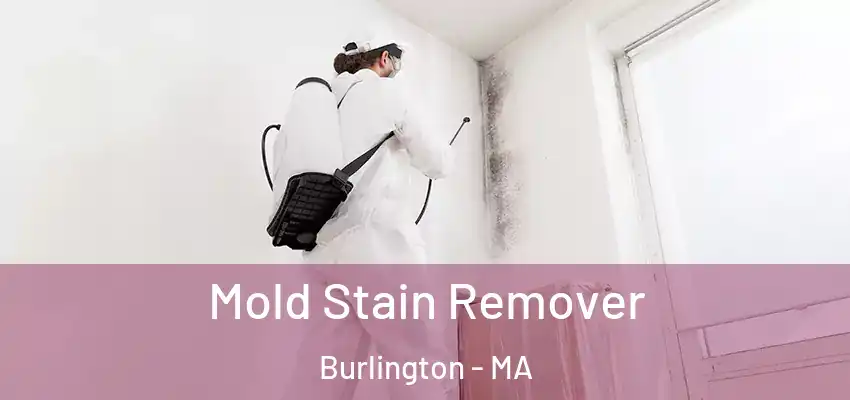  Mold Stain Remover Burlington - MA