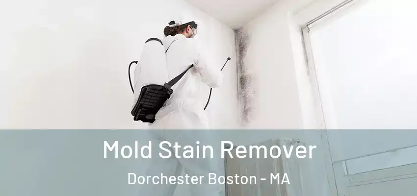  Mold Stain Remover Dorchester Boston - MA
